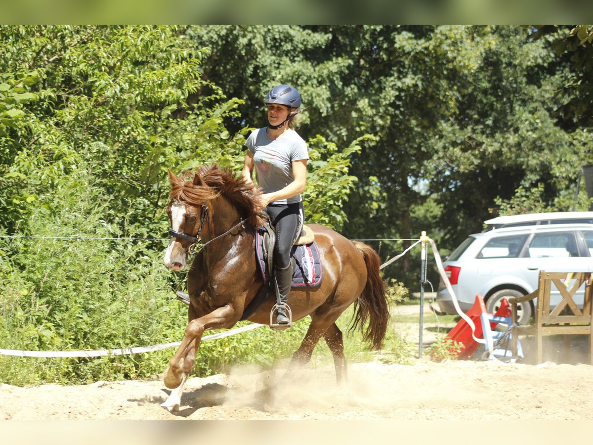 Welsh-D Stute 10 Jahre 147 cm Dunkelfuchs in Krumstedt