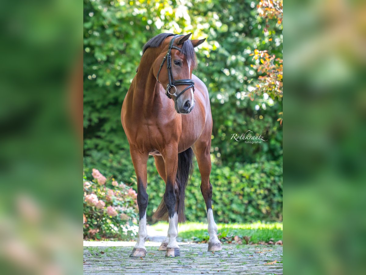 Welsh-D Stute 10 Jahre 148 cm Brauner in Maurik