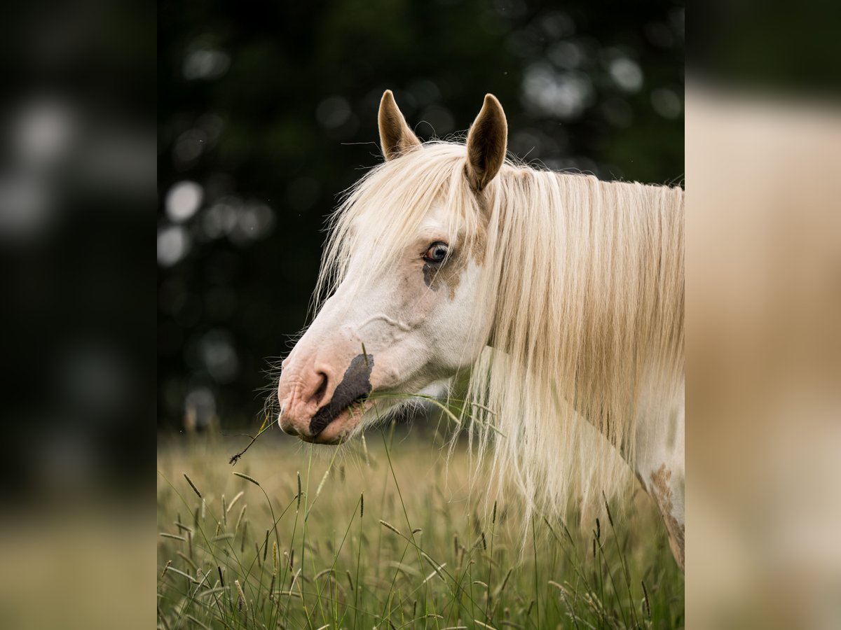 Welsh-D Mix Stute 11 Jahre 153 cm Overo-alle-Farben in Luckau