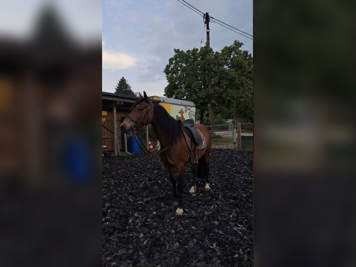 Welsh-D Stute 12 Jahre Brauner in Kurtscheid