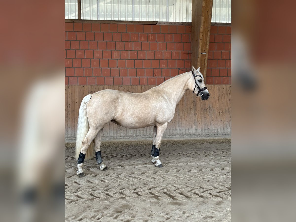 Welsh-D Stute 13 Jahre 150 cm Palomino in Frelsdorf
