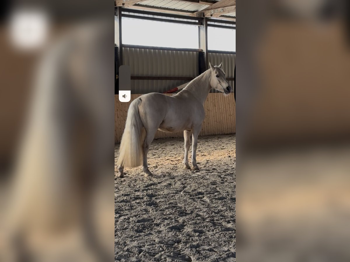 Welsh-D Stute 13 Jahre 150 cm Pearl in Frelsdorf
