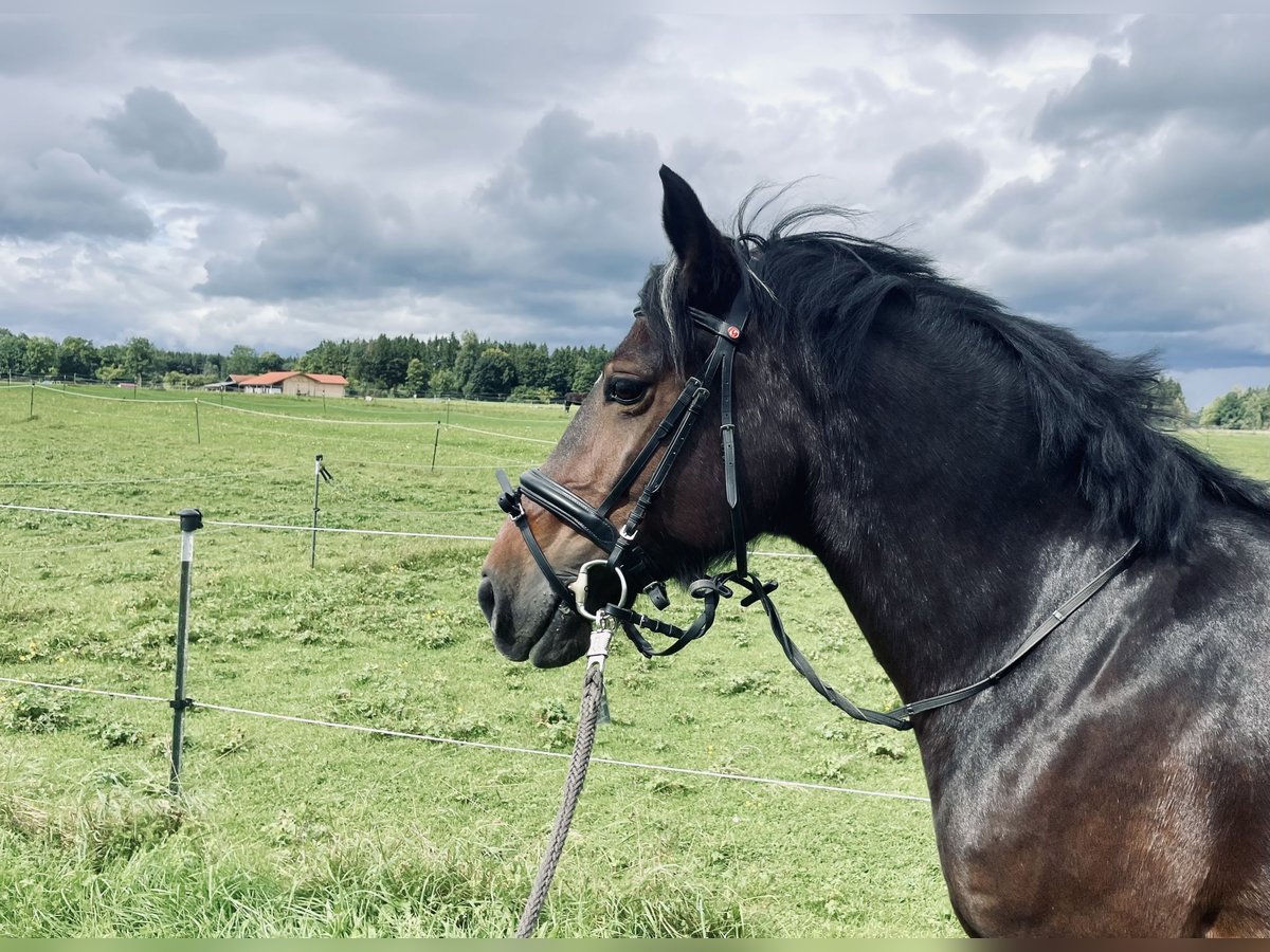 Welsh-D Stute 13 Jahre 153 cm Dunkelbrauner in Iffeldorf