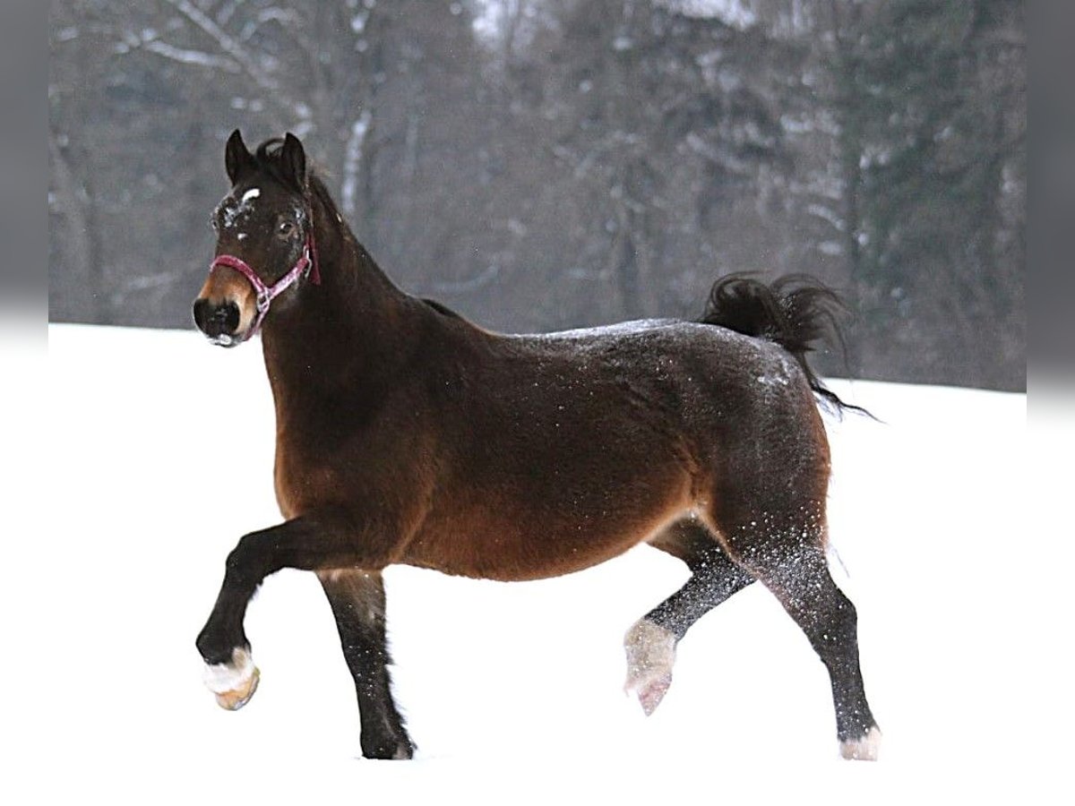 Welsh-D Mix Stute 14 Jahre 148 cm Dunkelbrauner in Murrhardt