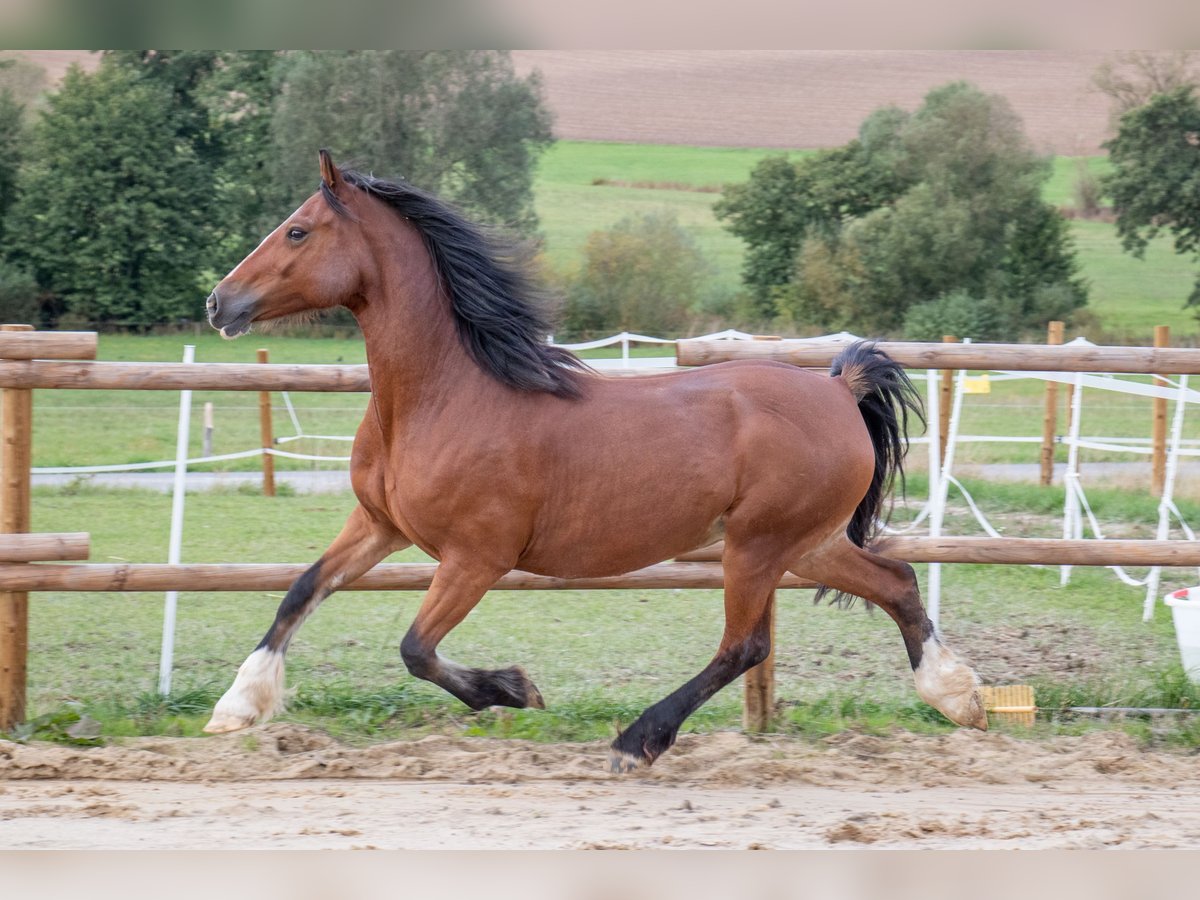 Welsh-D Stute 14 Jahre 149 cm Brauner in Bad Wildungen