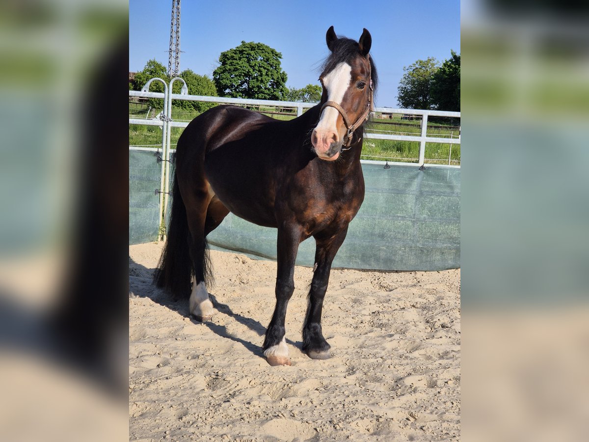 Welsh-D Stute 14 Jahre 150 cm Brauner in K&#xF6;nigslutter am Elm
