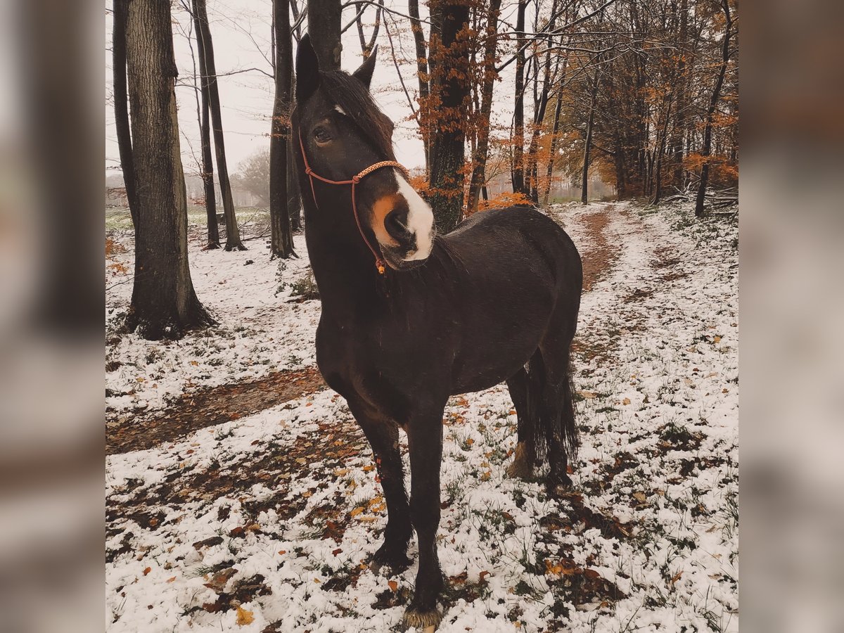 Welsh-D Stute 14 Jahre 155 cm Schwarzbrauner in Wallenhorst