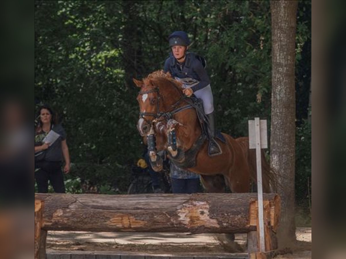 Welsh-D Stute 15 Jahre 146 cm in Braine le comte