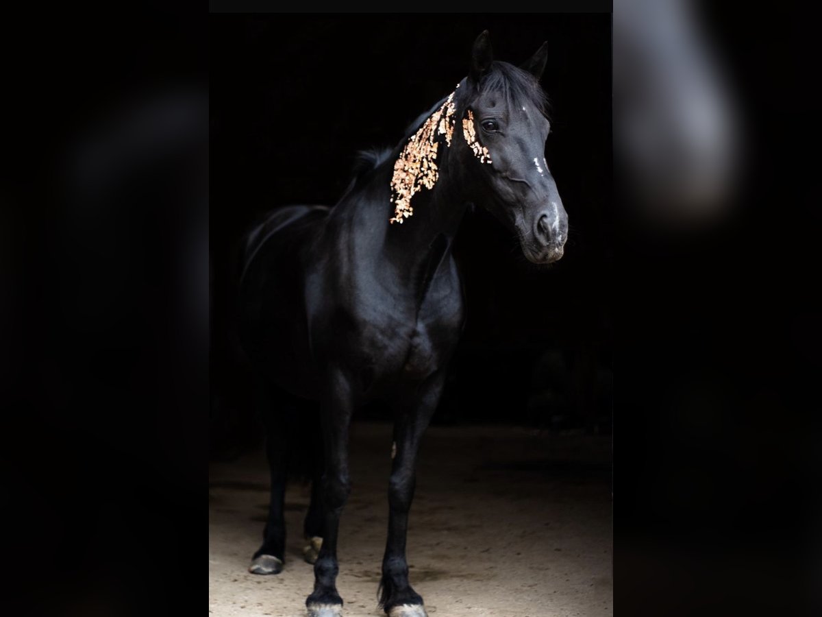 Welsh-D Stute 15 Jahre 148 cm Schwarzbrauner in Windeck