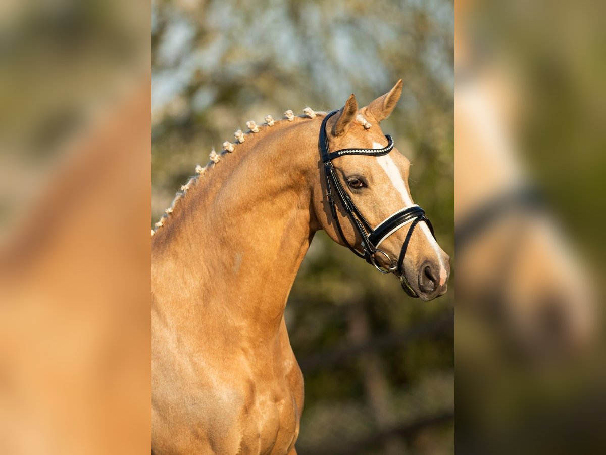 Welsh-D Stute 18 Jahre 148 cm Palomino in Wehl