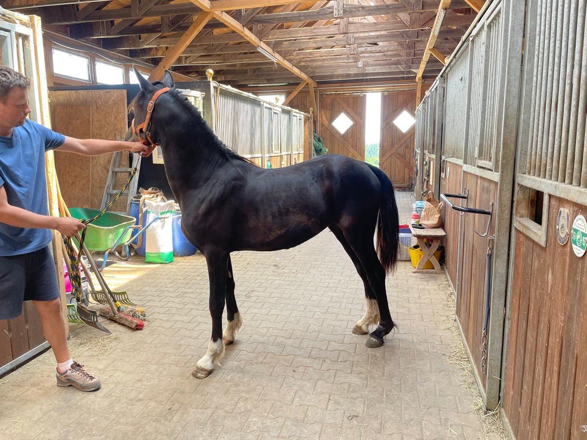 Welsh-D Stute 1 Jahr 150 cm Rappe in Atzesberg