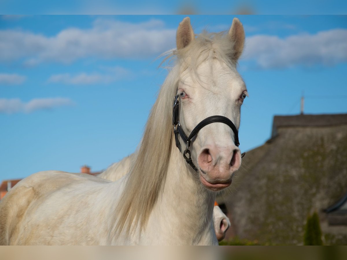 Welsh-D Stute 2 Jahre 142 cm Cremello in Panker