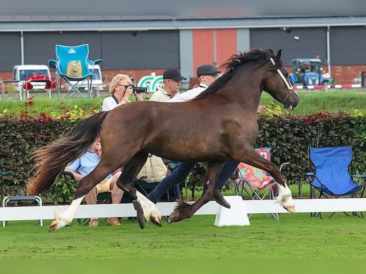 Welsh-D Stute 2 Jahre 145 cm Schwarzbrauner in Zoelen