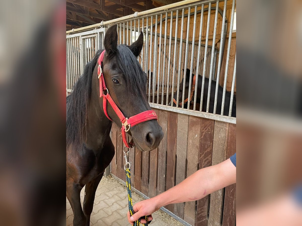 Welsh-D Stute 3 Jahre 150 cm Rappe in Atzesberg