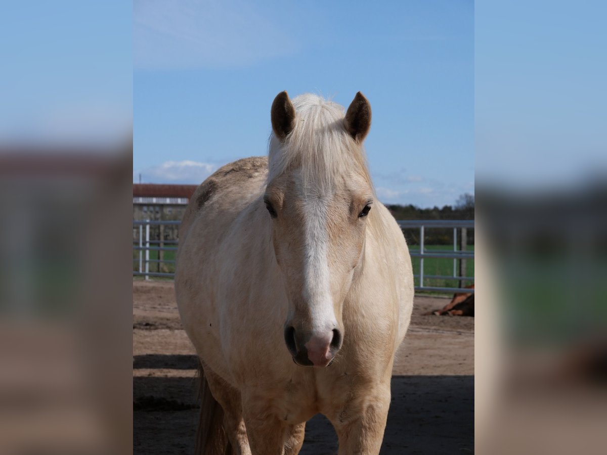 Welsh-D Stute 4 Jahre 147 cm Palomino in Stahnsdorf