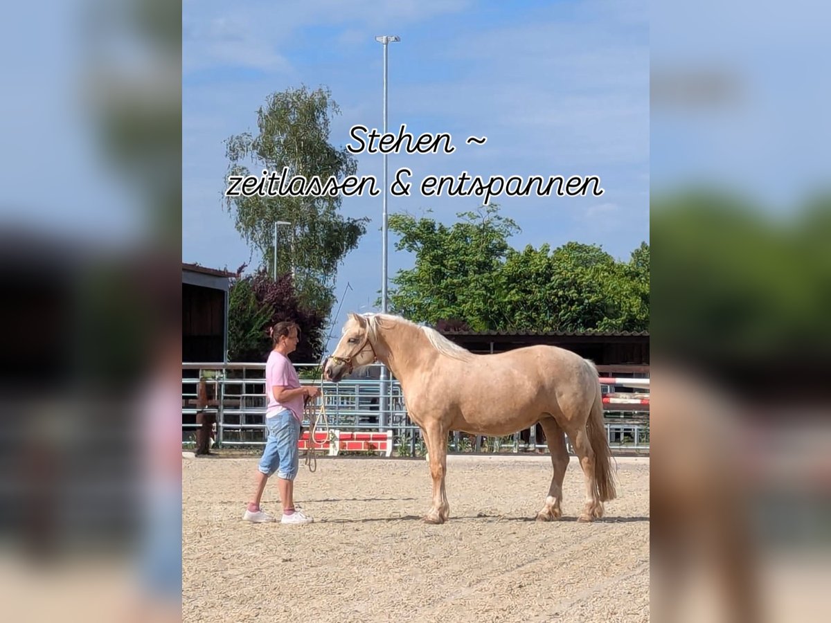 Welsh-D Stute 4 Jahre 147 cm Palomino in Stahnsdorf