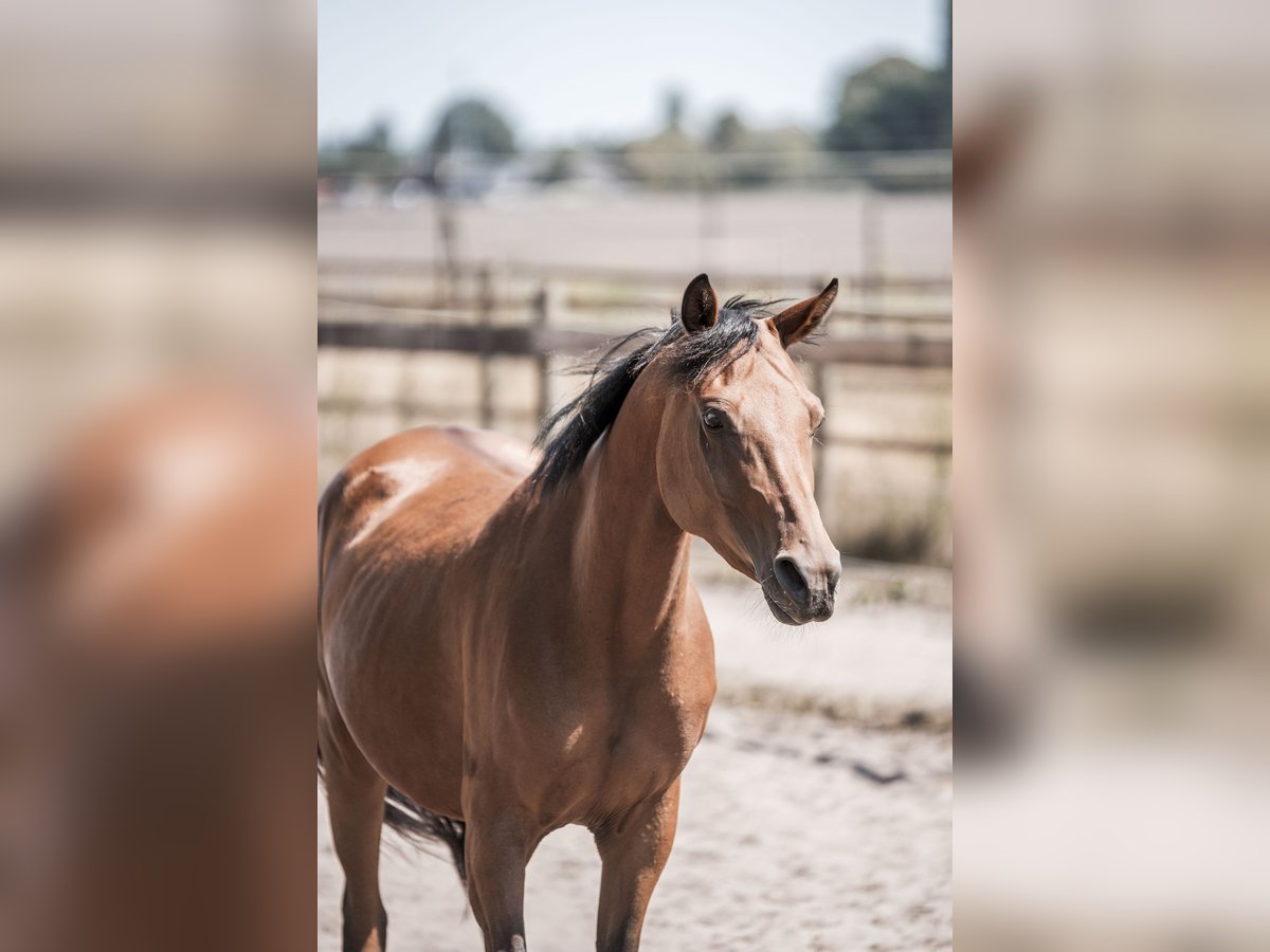 Welsh-D Stute 5 Jahre 146 cm Brauner in Merselo
