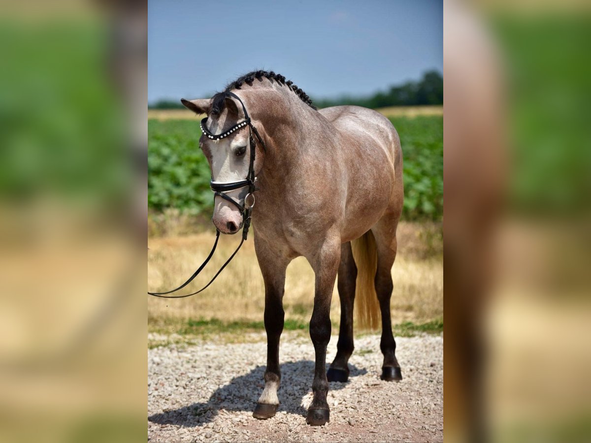 Welsh-D Stute 5 Jahre 148 cm Roan-Bay in Budapest