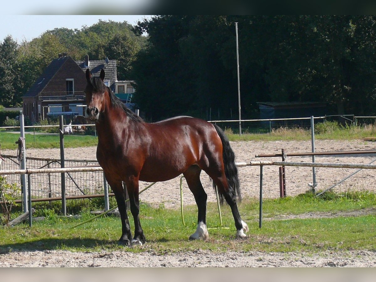 Welsh-D Stute 5 Jahre Brauner in Geldern