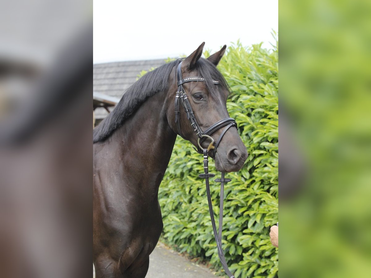Welsh-D Stute 6 Jahre 147 cm Rappe in Buchholz in der Nordheide