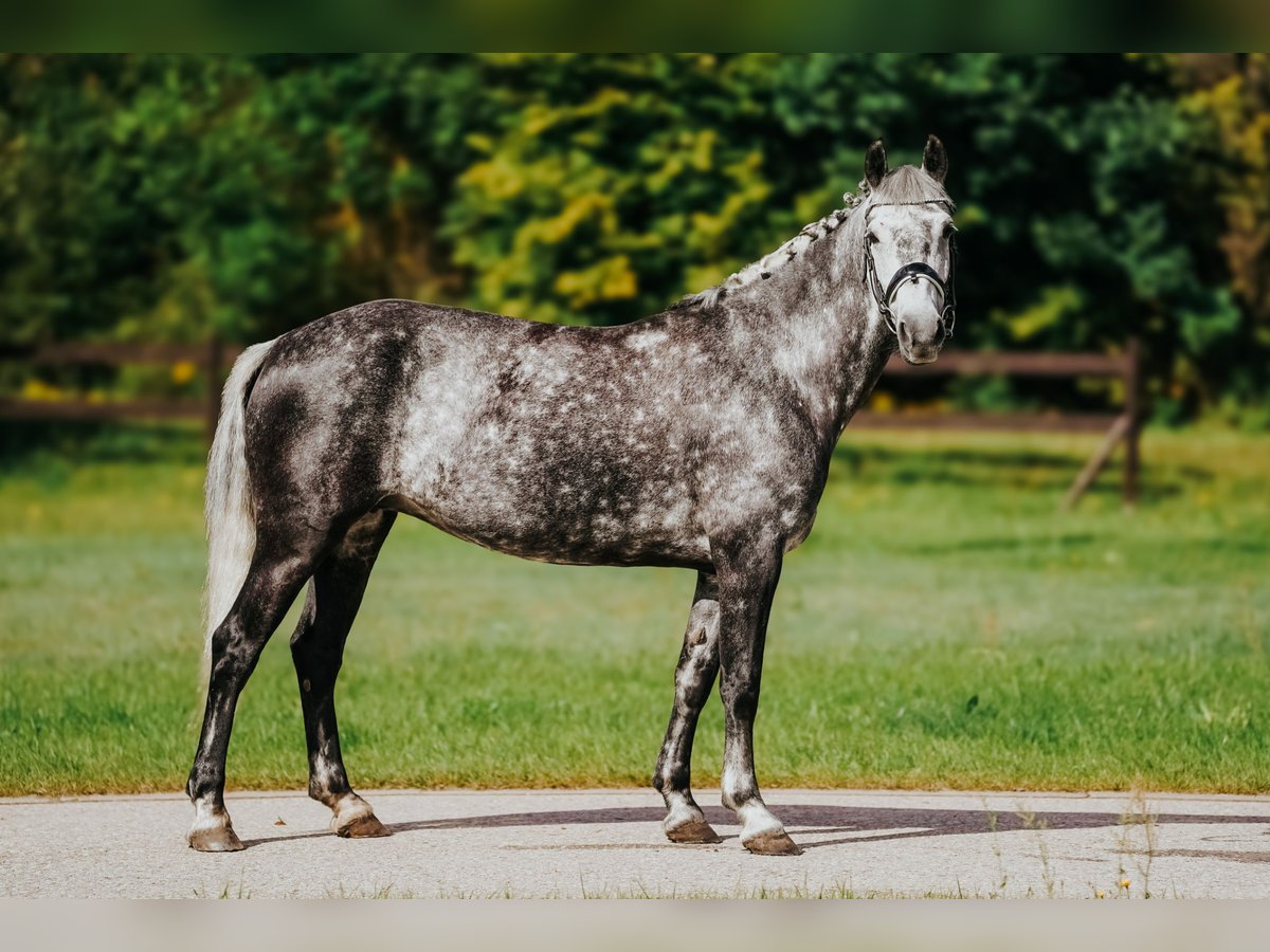 Welsh-D Mix Stute 8 Jahre 142 cm Schimmel in Pi&#x146;&#x137;i