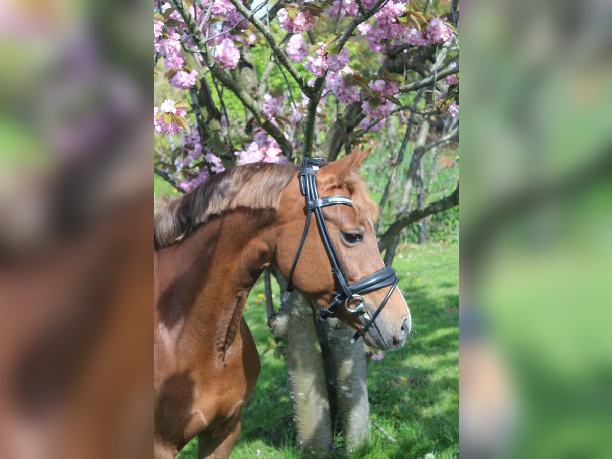 Welsh-D Stute 9 Jahre 144 cm Dunkelfuchs in Pijnacker