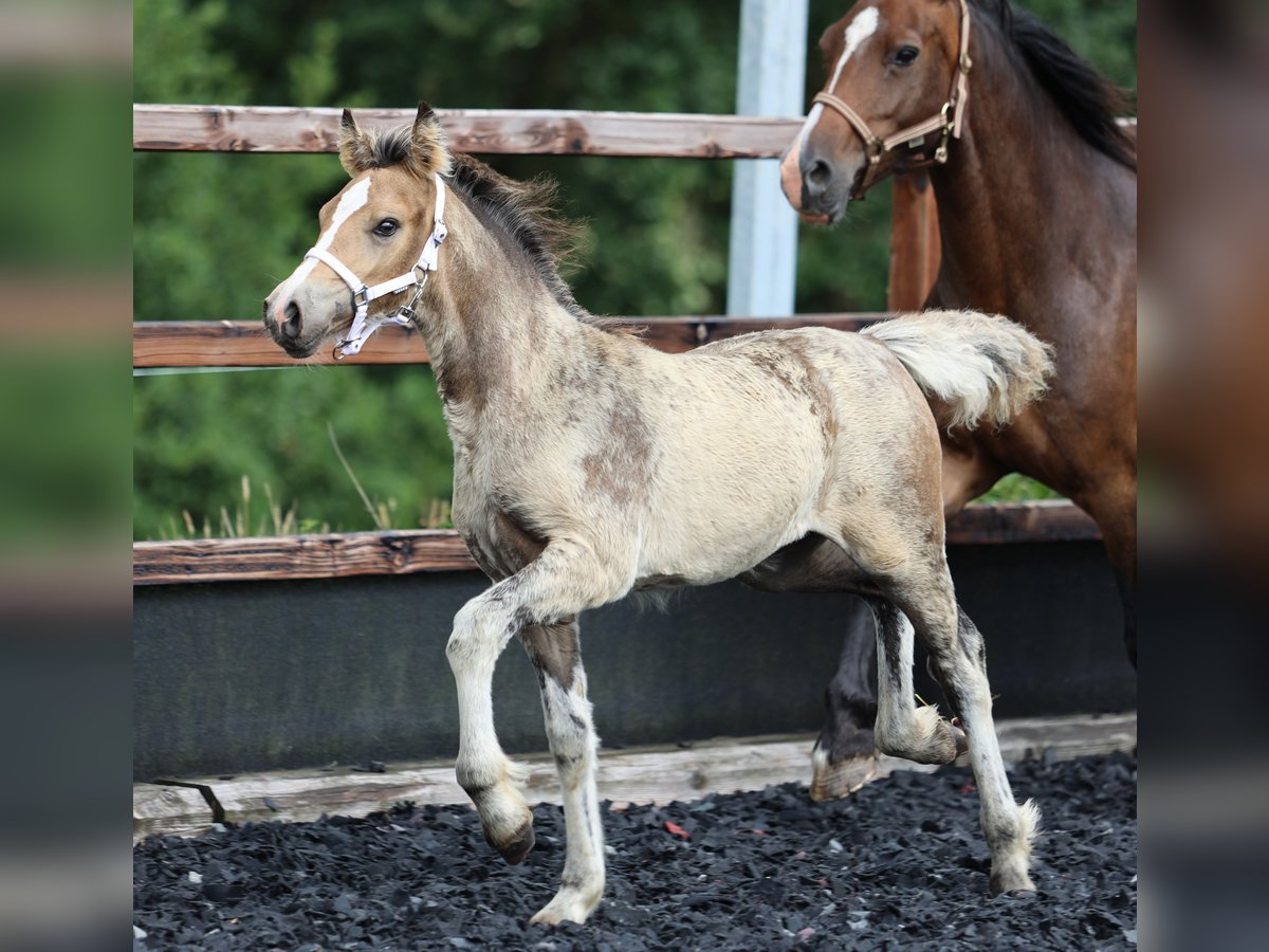 Welsh-D Stute  Buckskin in Kirchlengern