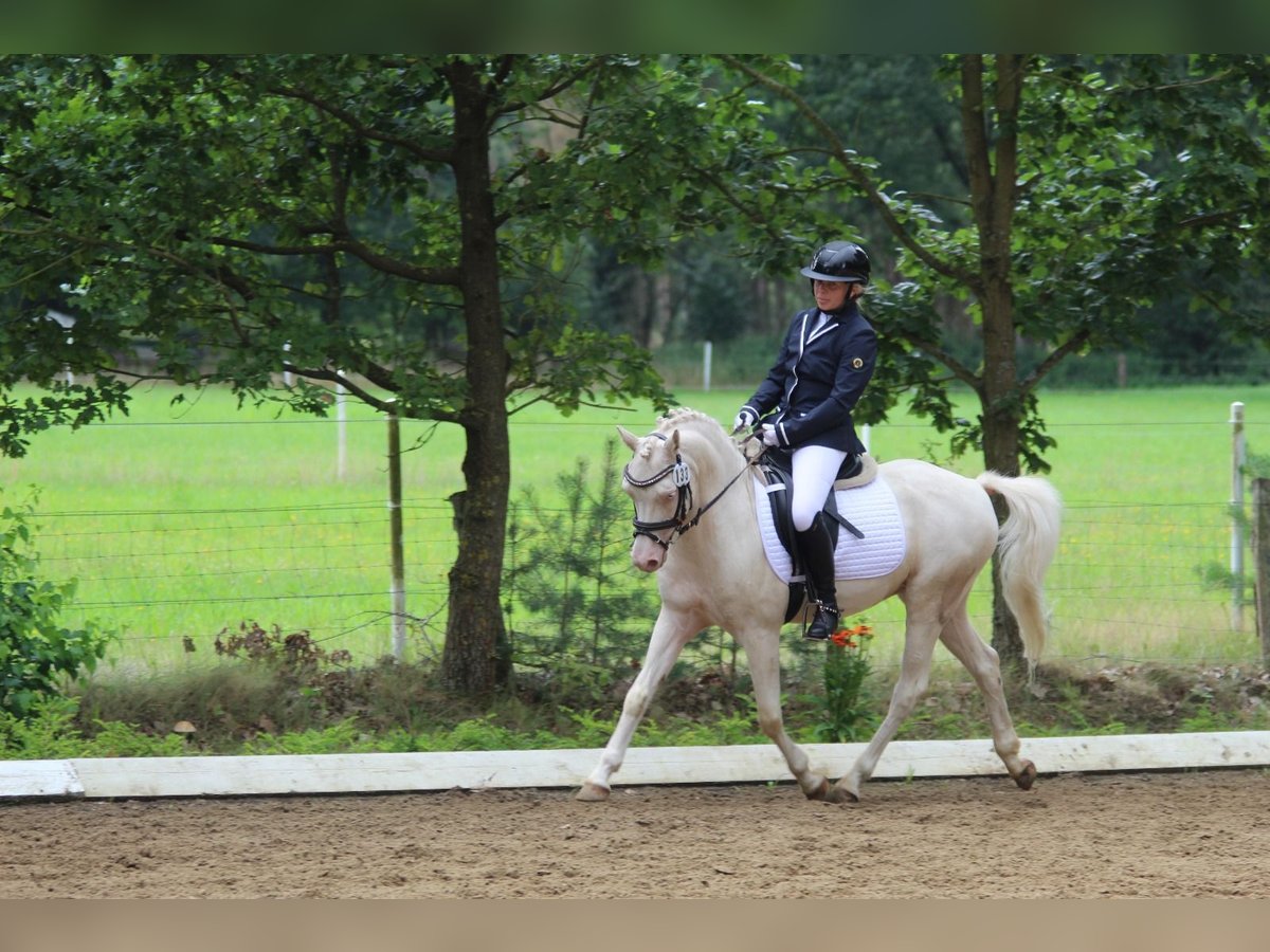 Welsh-D Wallach 10 Jahre 137 cm Cremello in Dahlenburg