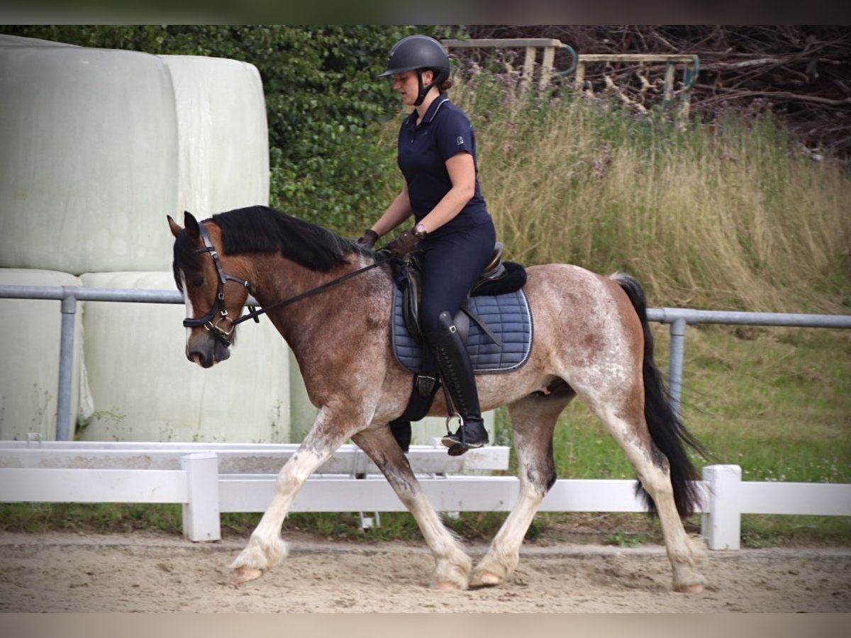 Welsh-D Wallach 10 Jahre 148 cm Roan-Bay in Breckerfeld