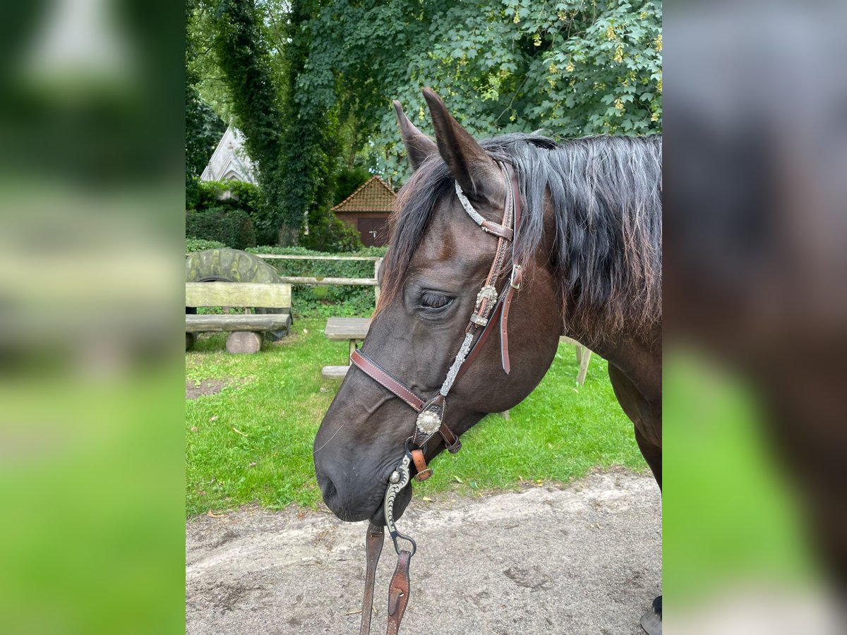 Welsh-D Wallach 10 Jahre 163 cm Dunkelbrauner in Grabau