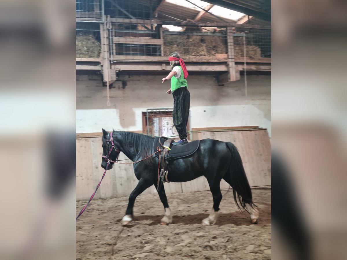 Welsh-D Wallach 11 Jahre 146 cm Rappe in Tosterglope