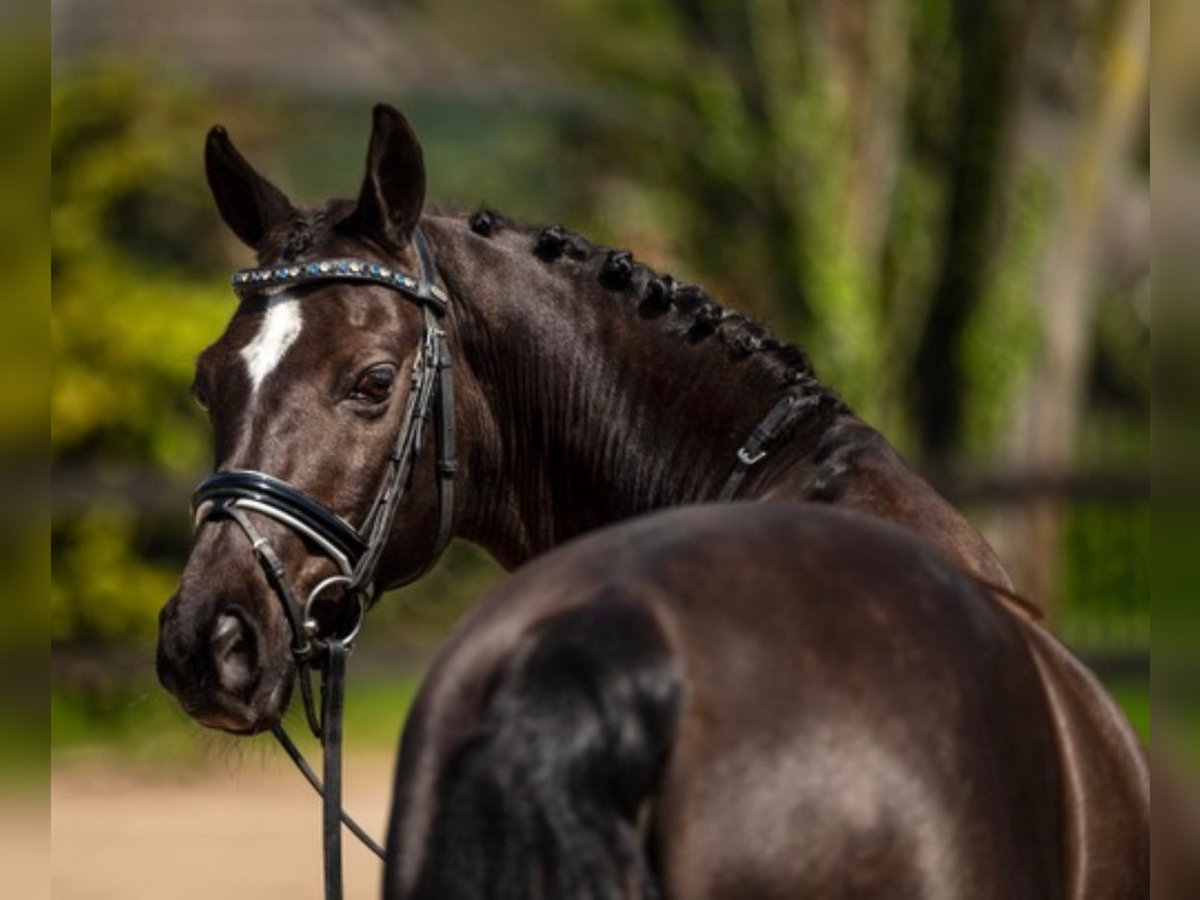 Welsh-D Wallach 11 Jahre 146 cm Schwarzbrauner in Den Dungen