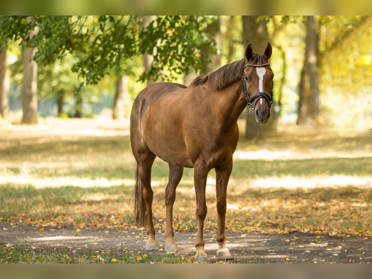 Welsh-D Wallach 14 Jahre 145 cm Dunkelfuchs in Trier