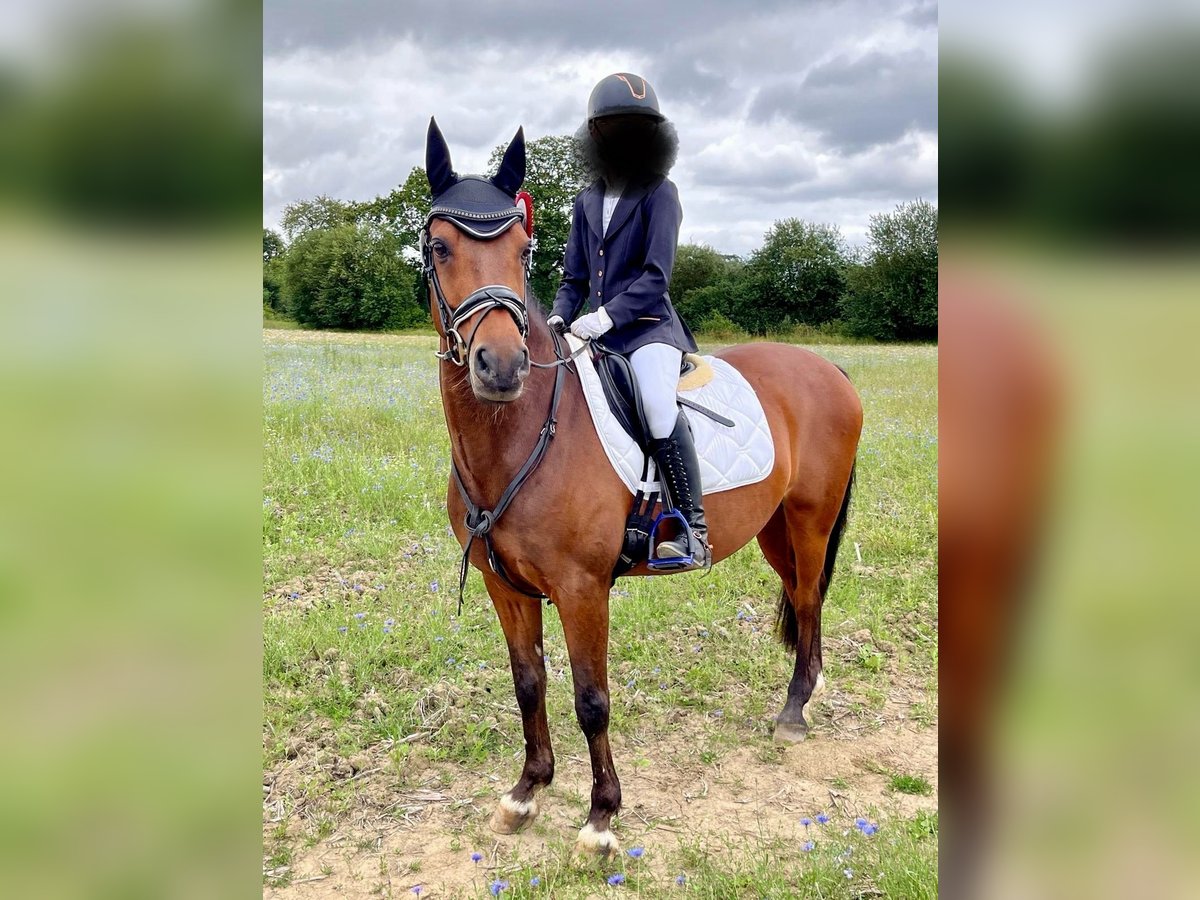 Welsh-D Mix Wallach 14 Jahre 147 cm Brauner in Wittenborn Welsh-D Mix Wallach 14 Jahre 147 cm Brauner in Wittenborn