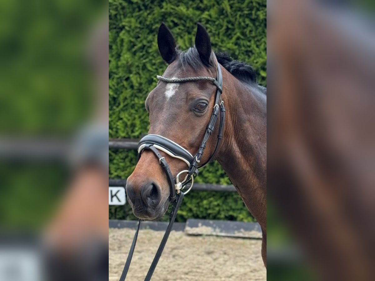 Welsh-D Wallach 19 Jahre 147 cm Brauner in Lierop