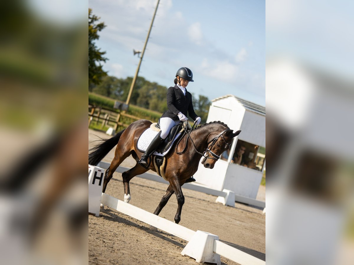 Welsh-D Wallach 19 Jahre 147 cm in Lierop