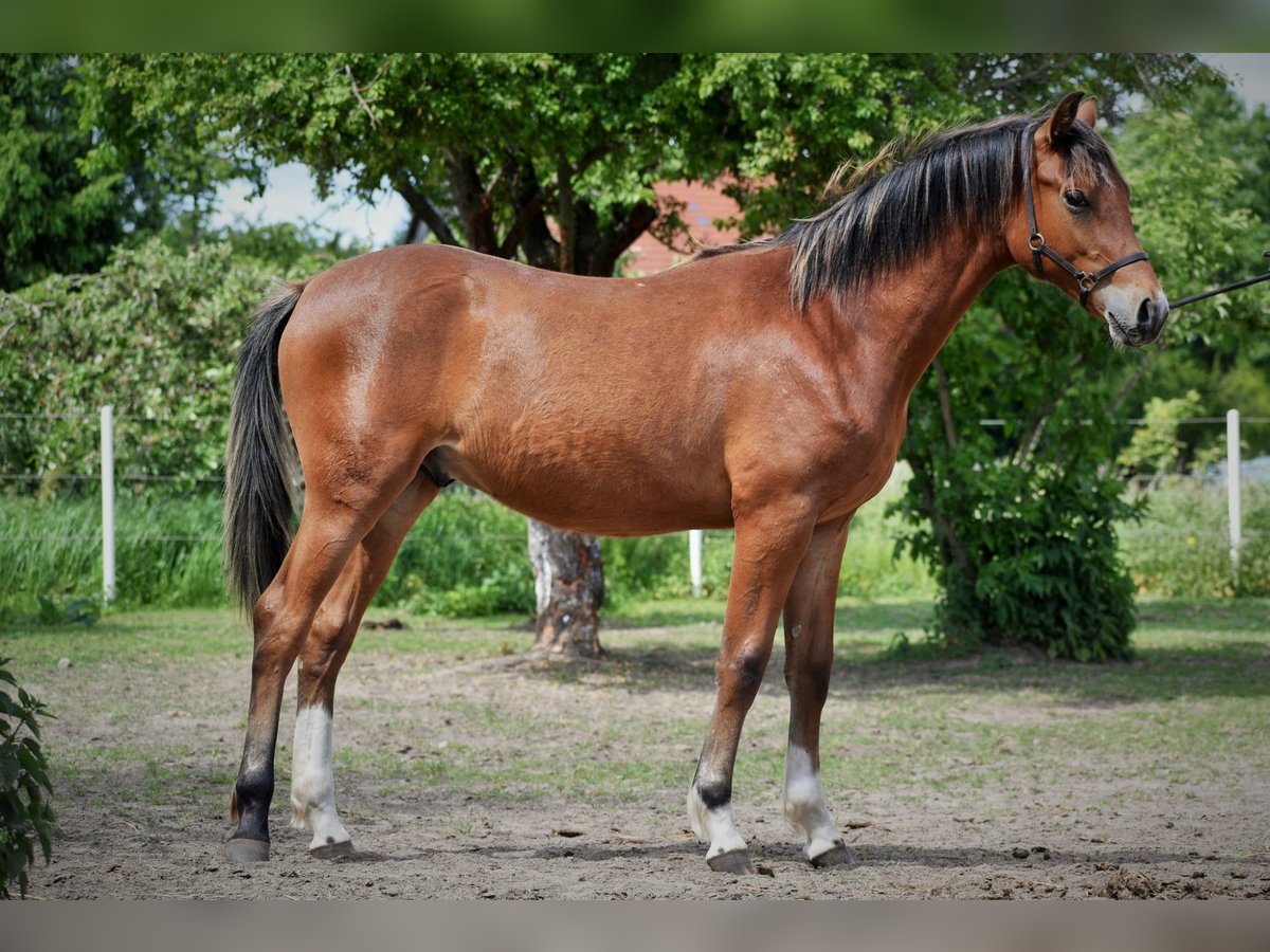 Welsh-D Wallach 1 Jahr 140 cm Rotbrauner in Lubiszyn