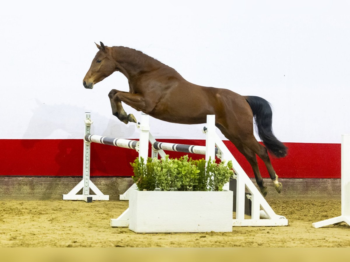 Welsh-D Wallach 3 Jahre 147 cm Brauner in Waddinxveen