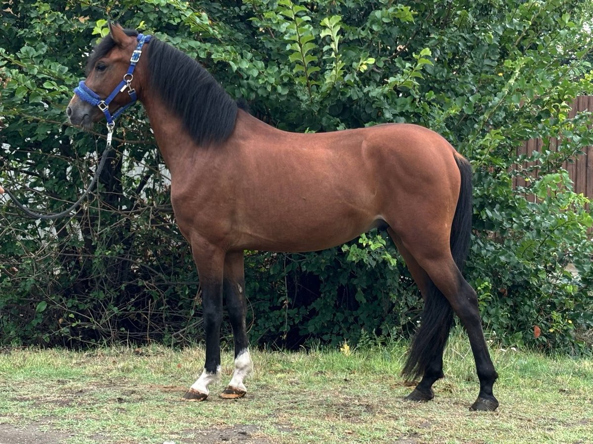 Welsh-D Wallach 4 Jahre 140 cm Brauner in B&#xE9;k&#xE9;s