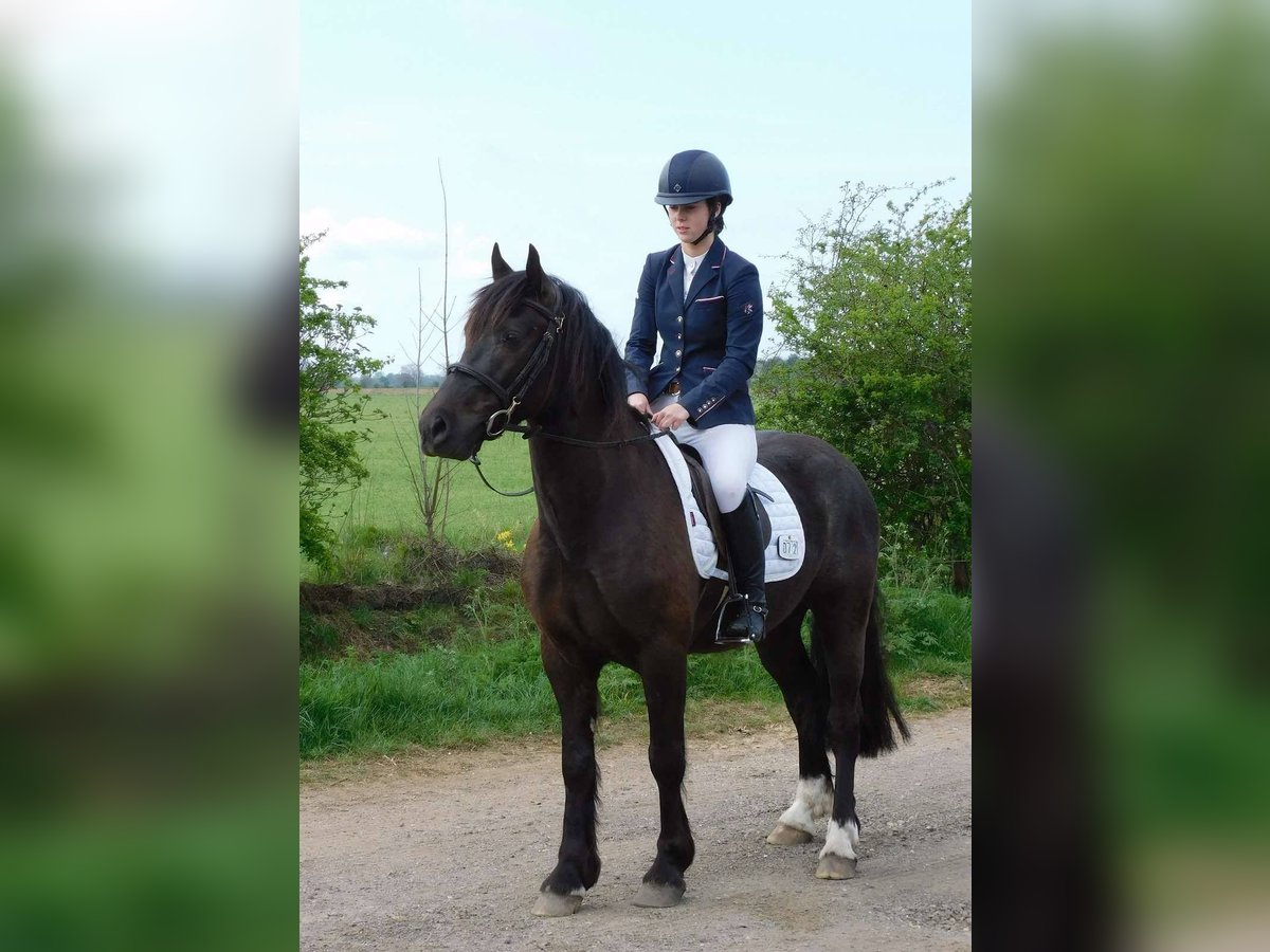 Welsh-D Wallach 4 Jahre 142 cm Dunkelbrauner in Crowland, South Holland