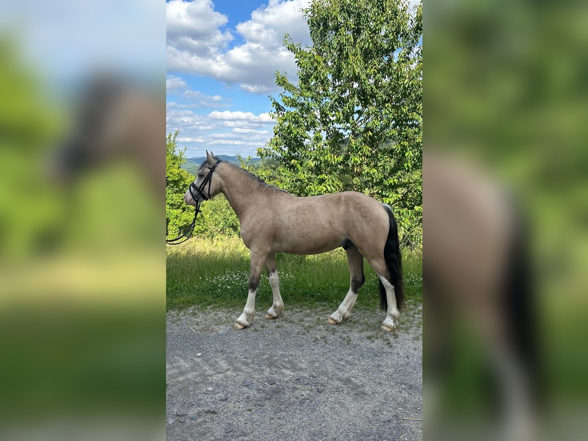 Welsh-D Wallach 4 Jahre 143 cm Buckskin in L&#xFC;denscheid
