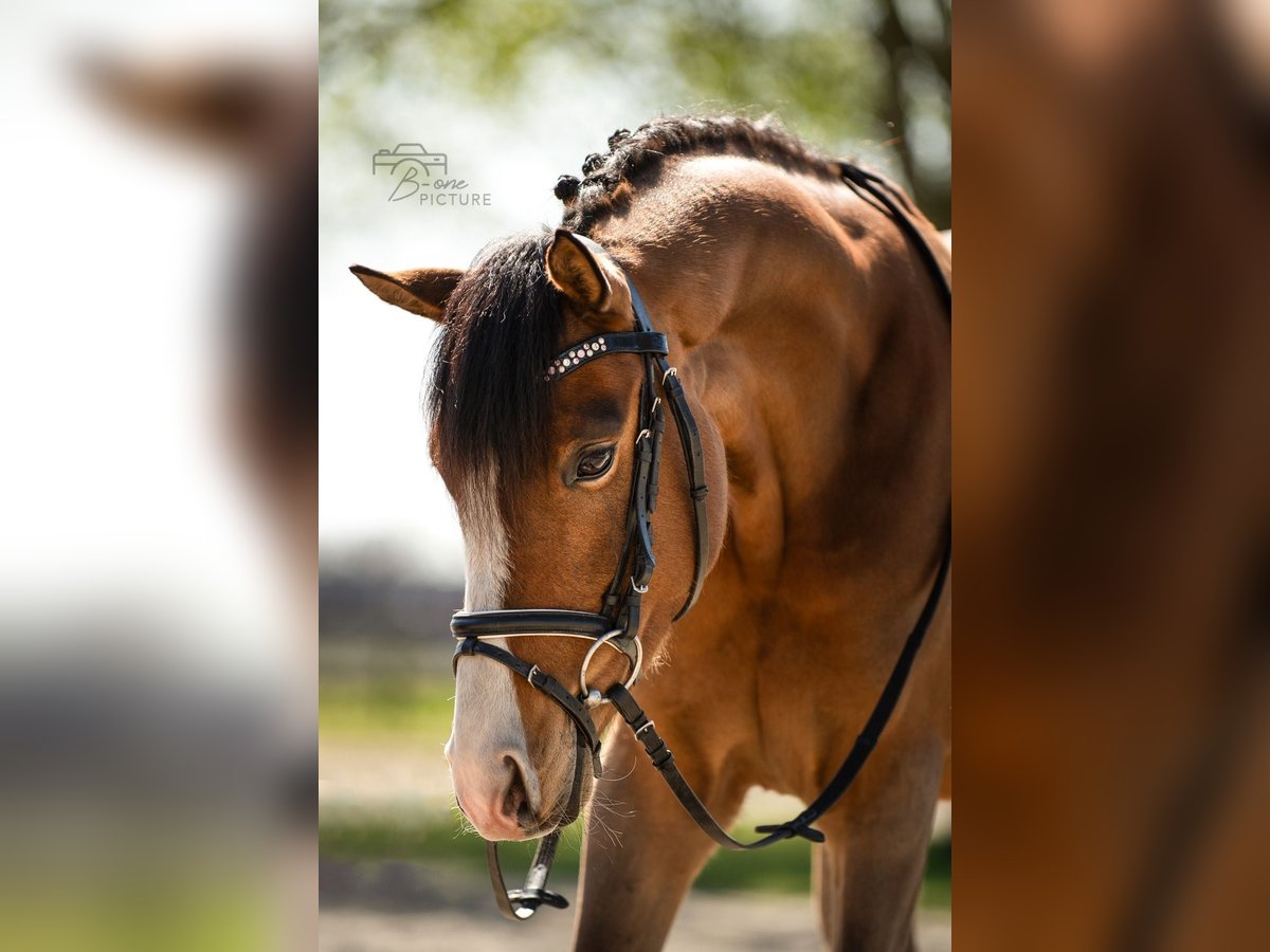Welsh-D Wallach 4 Jahre 145 cm Brauner in Wouwse Plantage