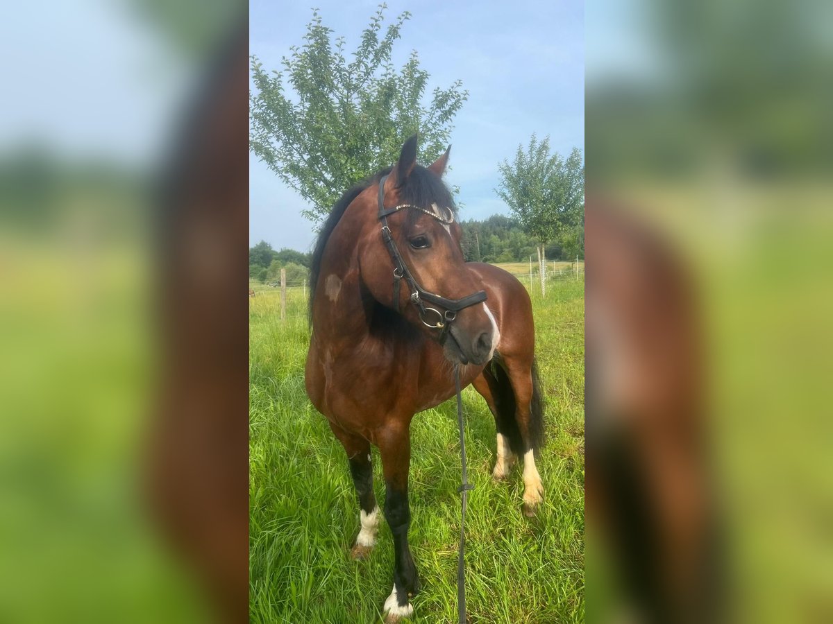 Welsh-D Wallach 4 Jahre 146 cm Dunkelbrauner in Grabenst&#xE4;tt