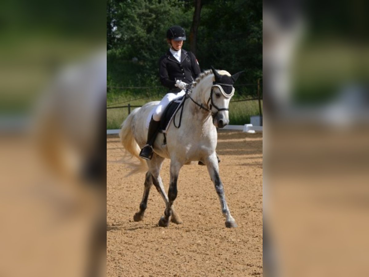 Welsh-D Wallach 5 Jahre 142 cm Apfelschimmel in Remscheid, North Rhine-Westphalia Welsh-D Wallach 5 Jahre 142 cm Apfelschimmel in Remscheid, North Rhine-Westphalia