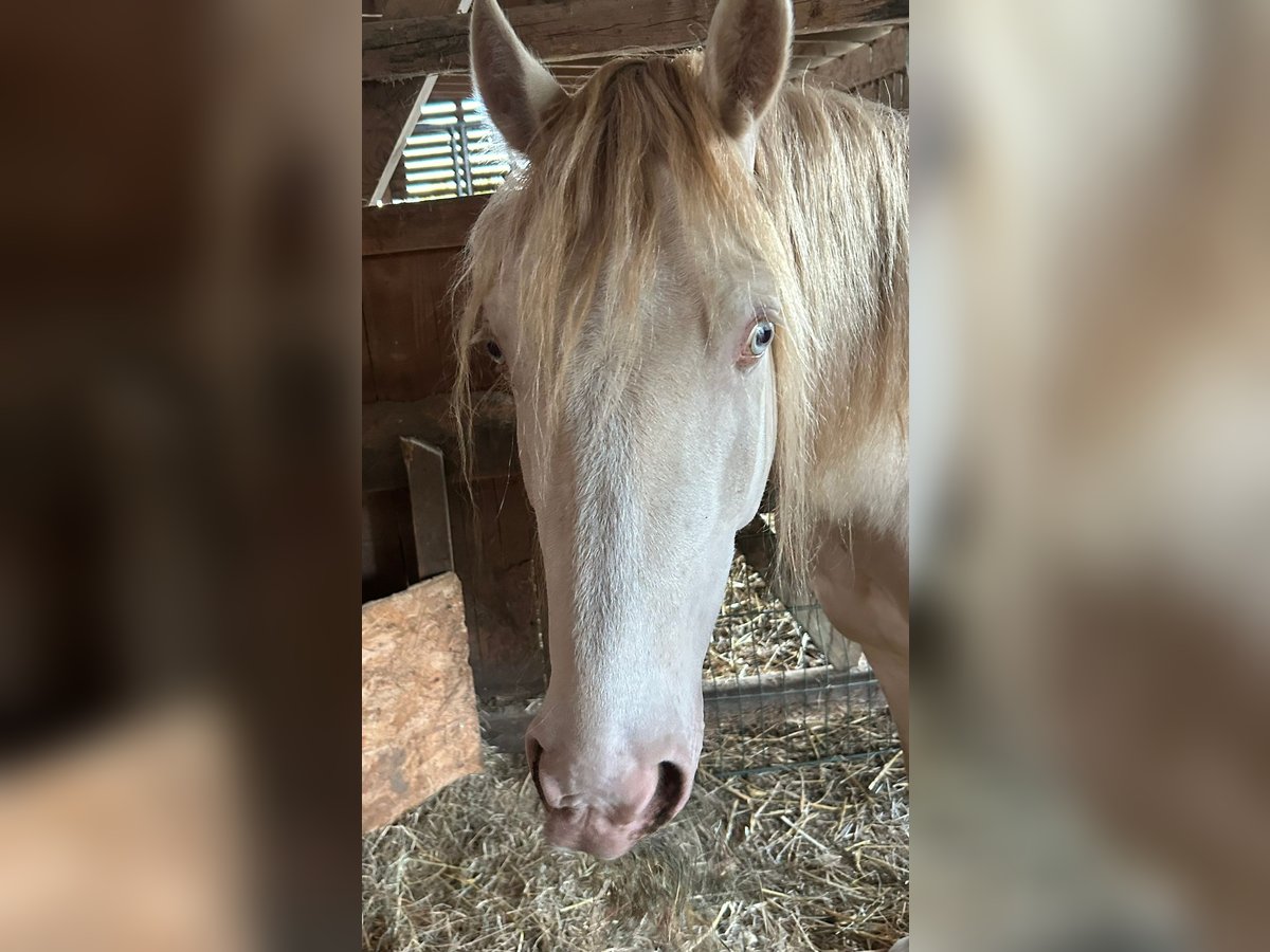Welsh-D Wallach 5 Jahre 142 cm Cremello in Butzbach