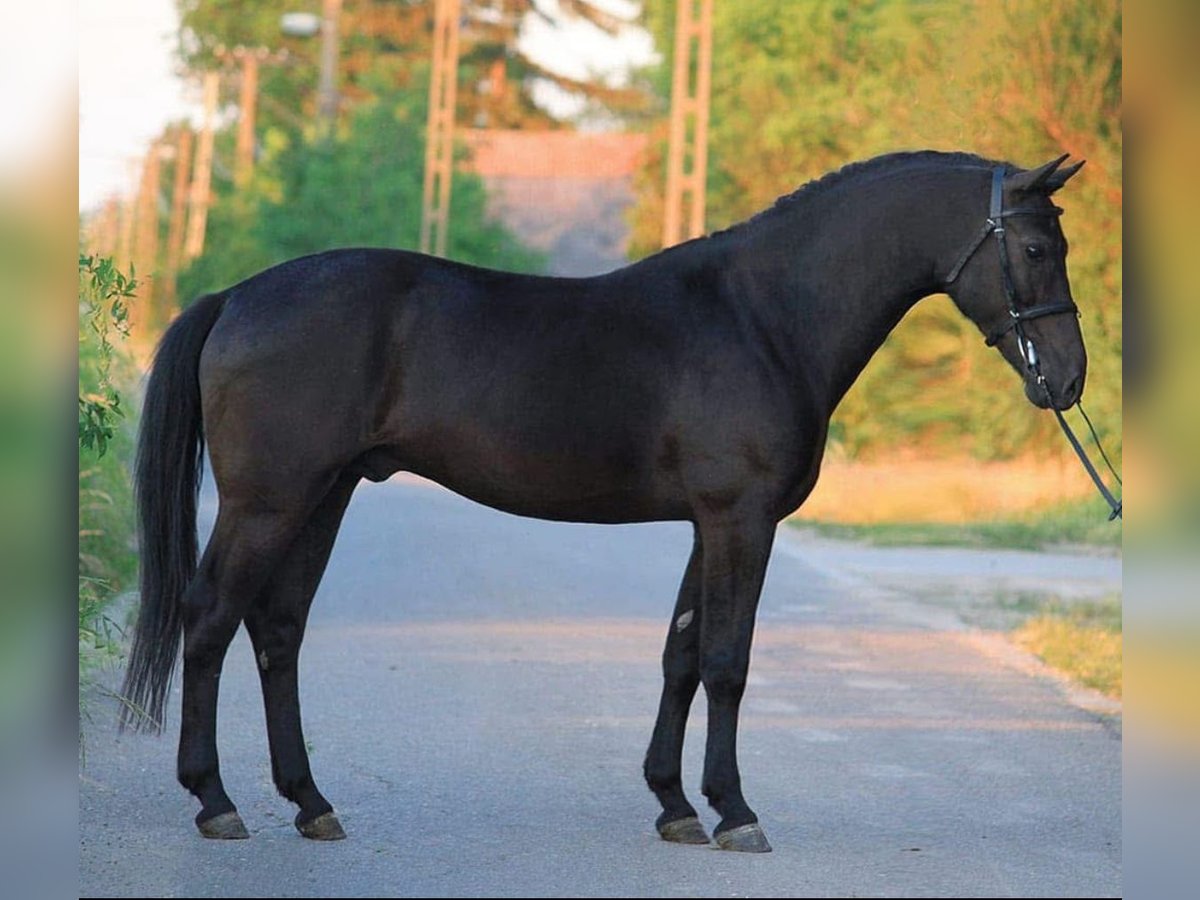 Welsh-D Wallach 5 Jahre 147 cm Rappe in Murska Soboda