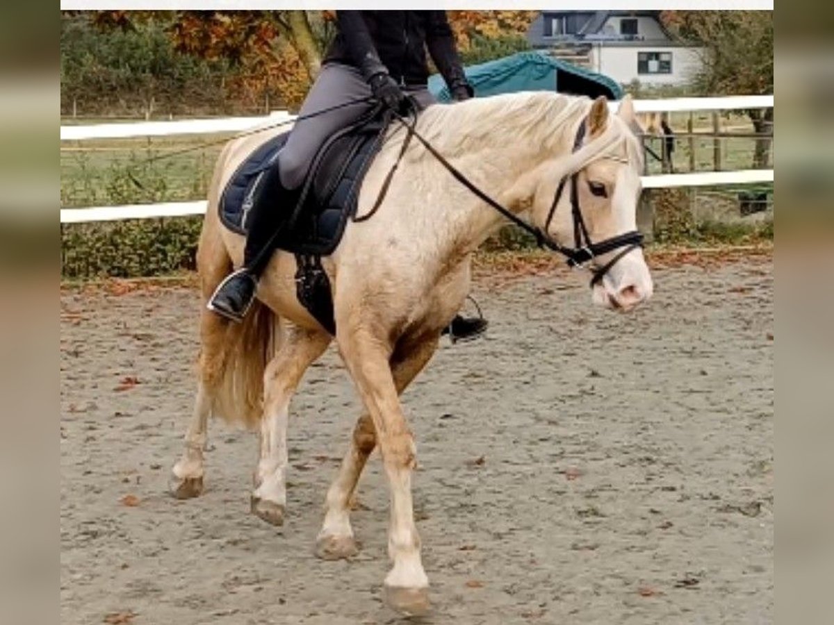 Welsh-D Wallach 6 Jahre 147 cm Palomino in D&#xE4;nischenhagen