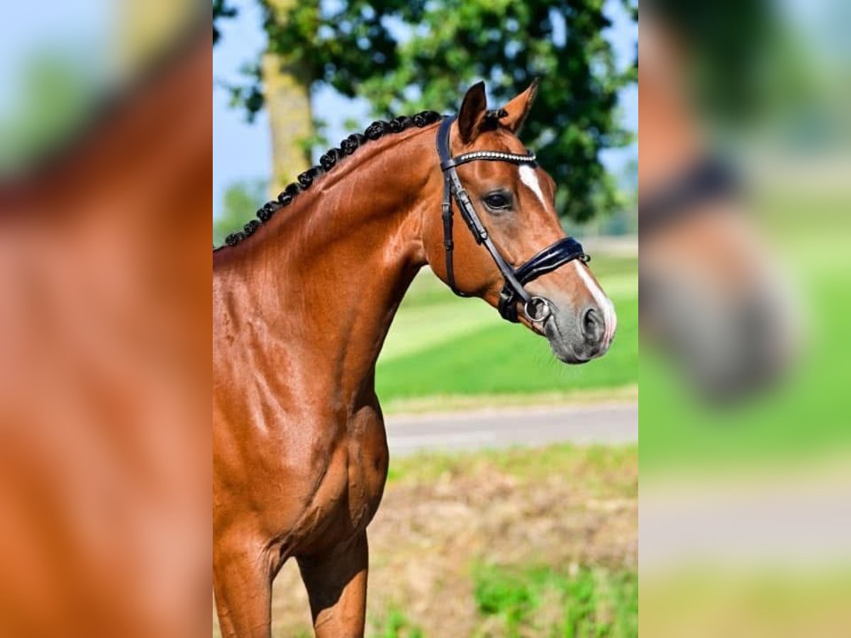 Welsh-D Wallach 6 Jahre 148 cm Dunkelbrauner in Groningen