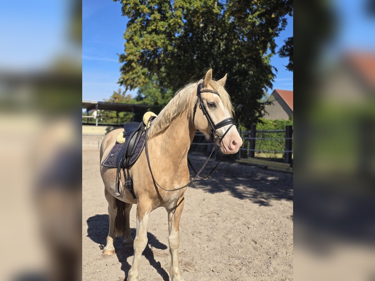 Welsh-D Wallach 6 Jahre 154 cm in Th&#xFC;mmlitzwalde