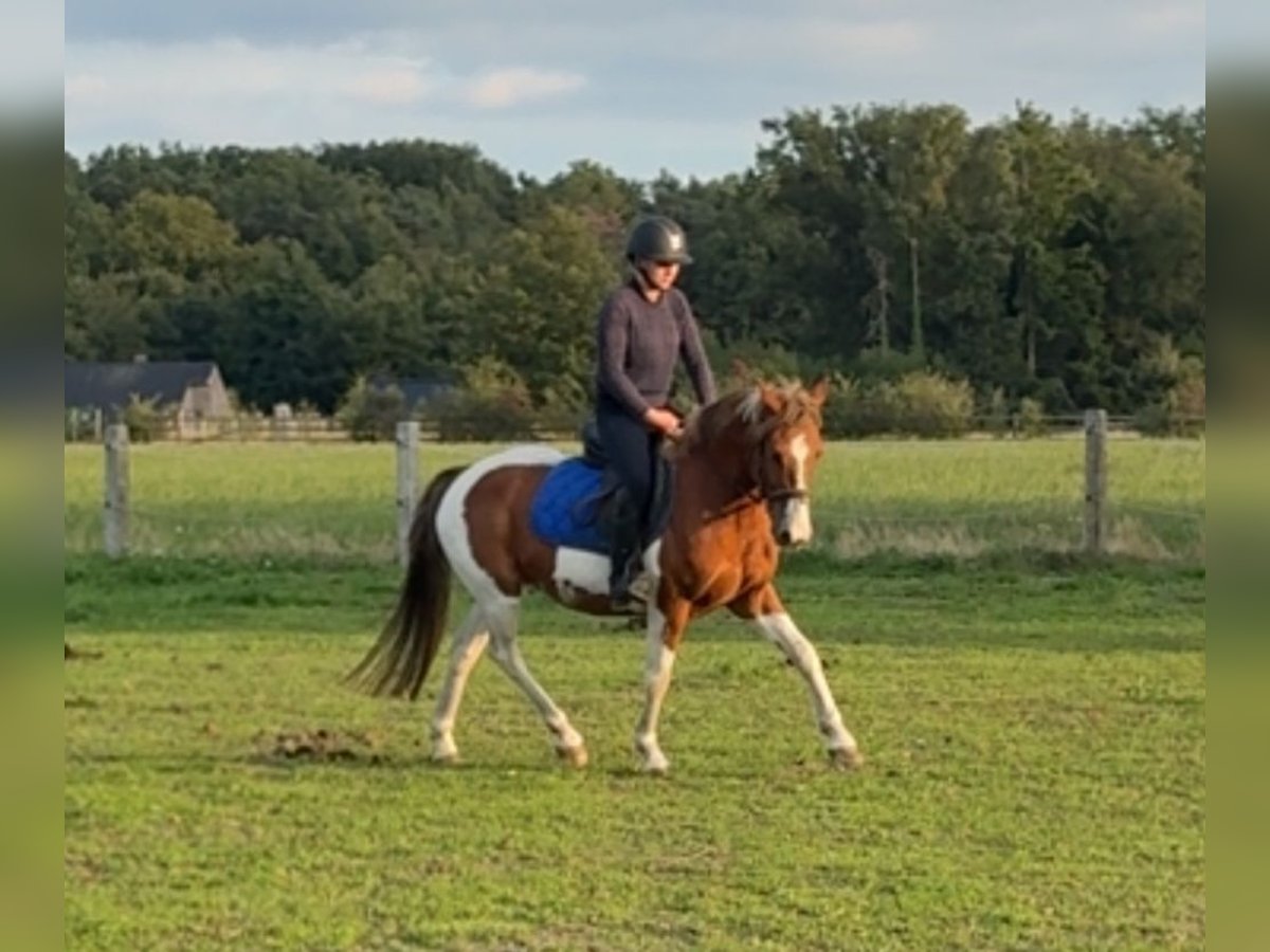 Welsh-D Wallach 7 Jahre 137 cm Schecke in Zutendaal